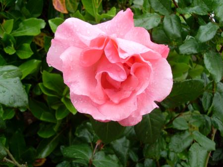Des fleurs pour vous